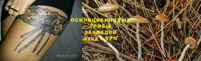 это телеграм  Абинск  Псилоцибиновые грибы Cubensis  где купить наркоту 